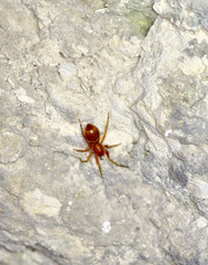 Castianeira trilineata