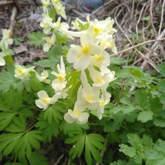 Corydalis bracteata