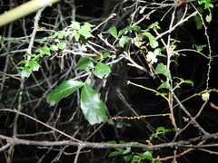 Cupaniopsis shirleyana