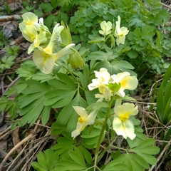 Corydalis bracteata