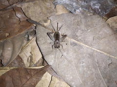 Gryllinae
