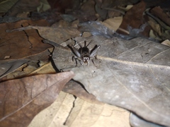 Gryllinae
