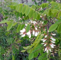 Robinia pseudoacacia