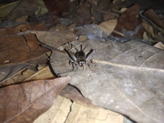 Gryllinae