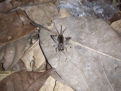 Gryllinae