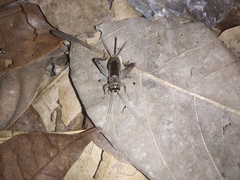 Gryllinae