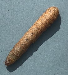 Noctua fimbriata