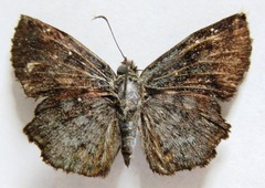 Antigonus erosus
