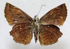 Antigonus erosus