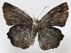 Antigonus erosus