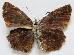 Antigonus erosus