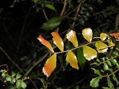 Cupaniopsis shirleyana