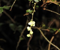 Cupaniopsis shirleyana