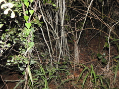 Cupaniopsis shirleyana