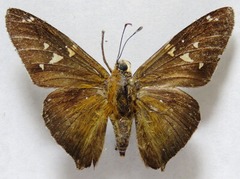 Epargyreus cruza