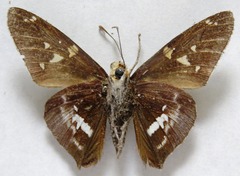 Epargyreus cruza