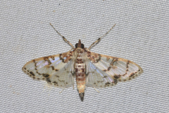 Azochis rufidiscalis
