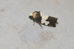 Bryolymnia marginata