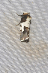 Bryolymnia marginata