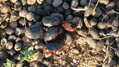 Rhinocoeta sanguinipes