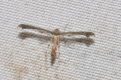 Michaelophorus indentatus