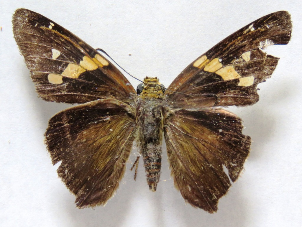 Gold-spotted Aguna