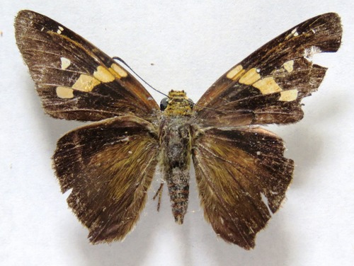 Gold-spotted Aguna
