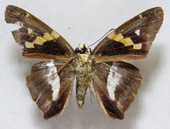 Aguna asander asander