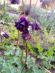 Aquilegia atrata