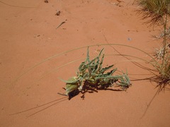 Asclepias macrosperma