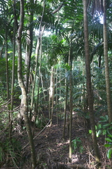 Ptychosperma elegans