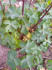 Aquilegia atrata