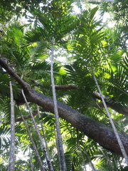 Ptychosperma elegans