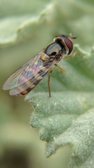 Syrphus opinator