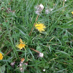 Taraxacum officinale