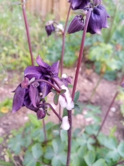 Aquilegia atrata
