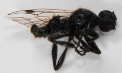 Bibio albipennis