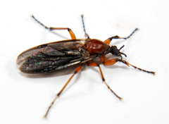 Bibio articulatus