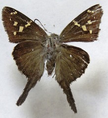 Thorybes dorantes dorantes