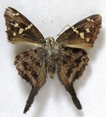 Thorybes dorantes dorantes