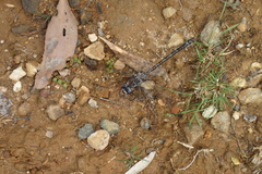Austroaeschna hardyi