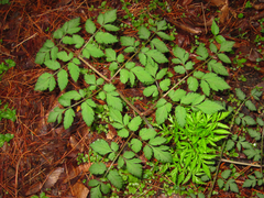 Angelica dahurica