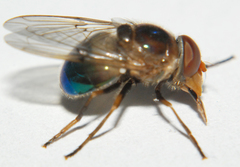 Copestylum vesicularium