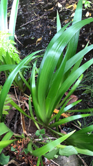 Iris foetidissima
