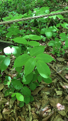 Aristolochia debilis