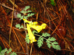 Corydalis speciosa