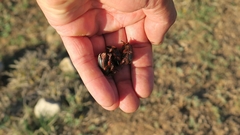 Rhinocoeta sanguinipes