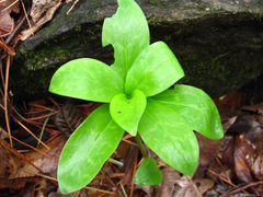 Lilium tsingtauense