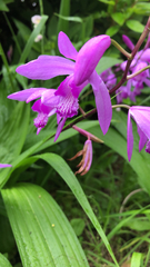 Bletilla