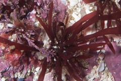 Rhodymenia pseudopalmata